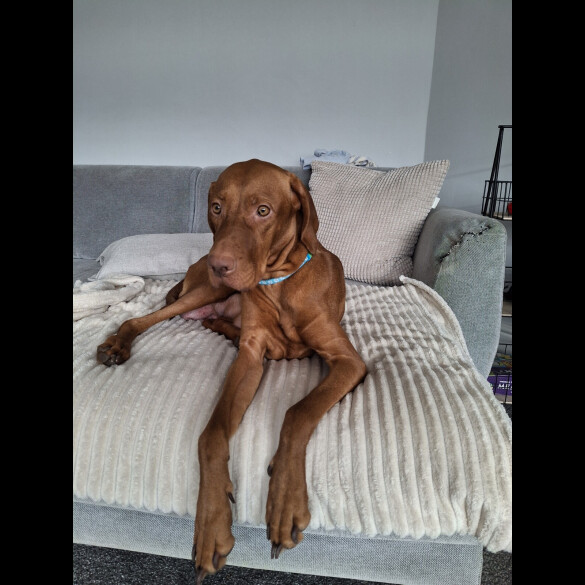 Hungarian Vizsla