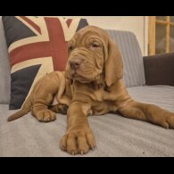 Hungarian Vizsla