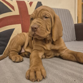 Hungarian Vizsla
