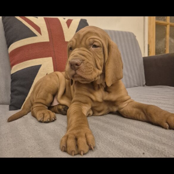 Hungarian Vizsla