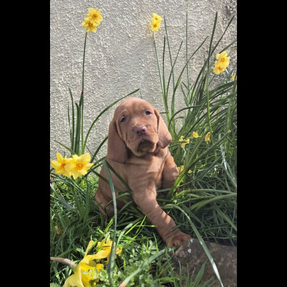 Hungarian Vizsla