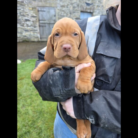 Hungarian Vizsla