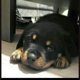 Rottweiler