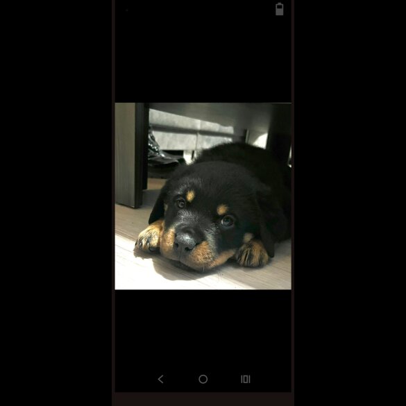 Rottweiler