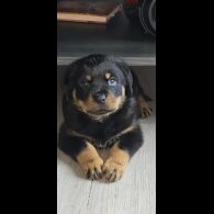 Rottweiler