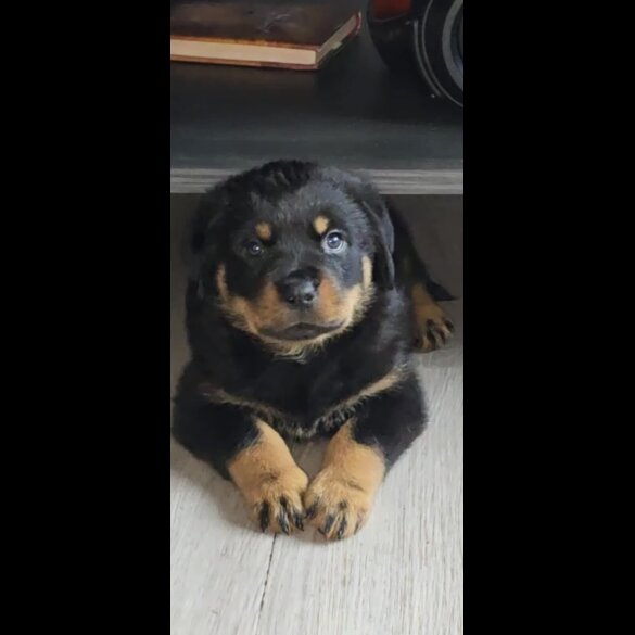 Rottweiler