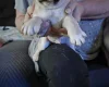 Pug