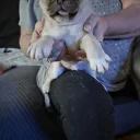 Pug
