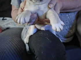 Pug