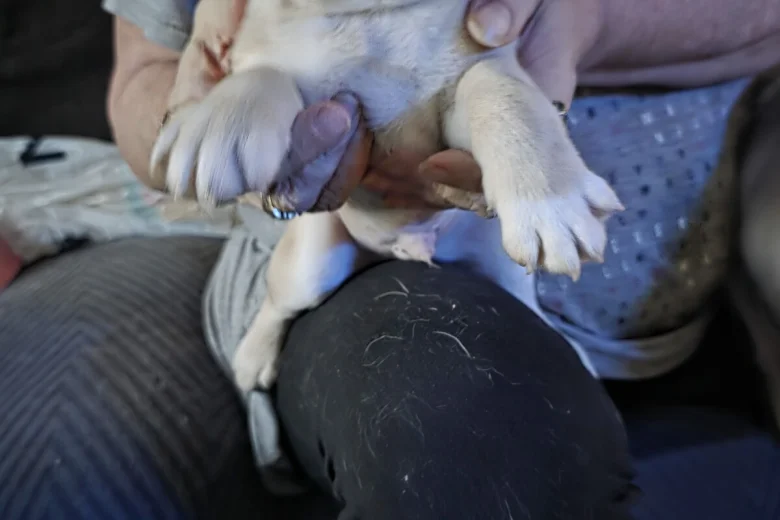 Pug