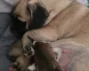 Pug