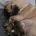 Pug