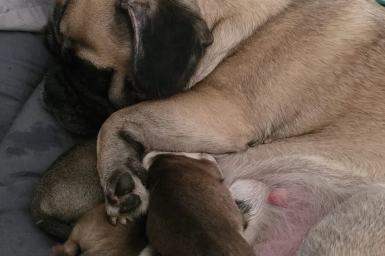 Pug