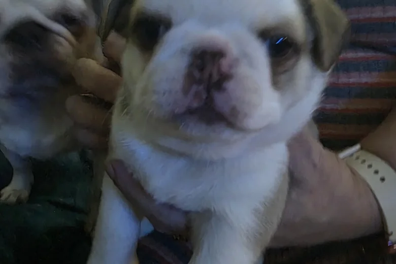 Pug