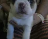 Pug