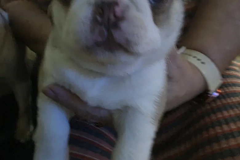Pug