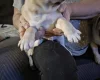 Pug