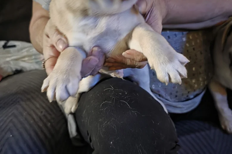 Pug