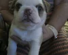 Pug