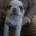Pug