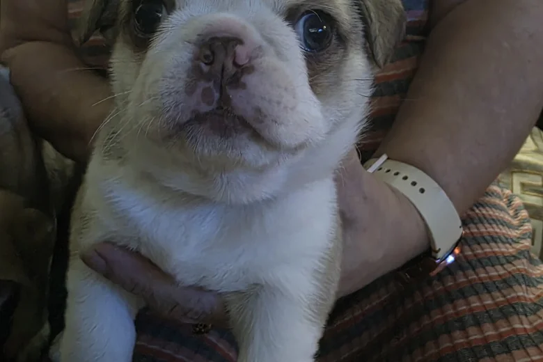 Pug