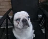 Pug