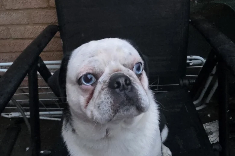 Pug