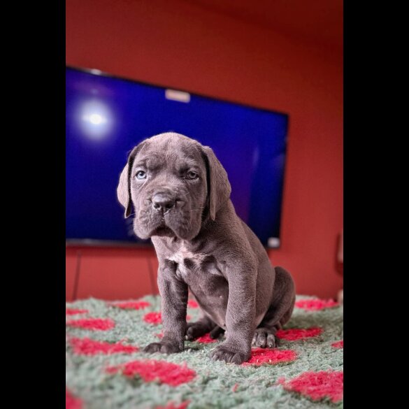 Cane Corso