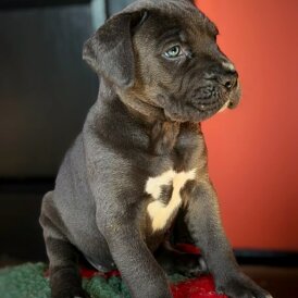 Cane Corso