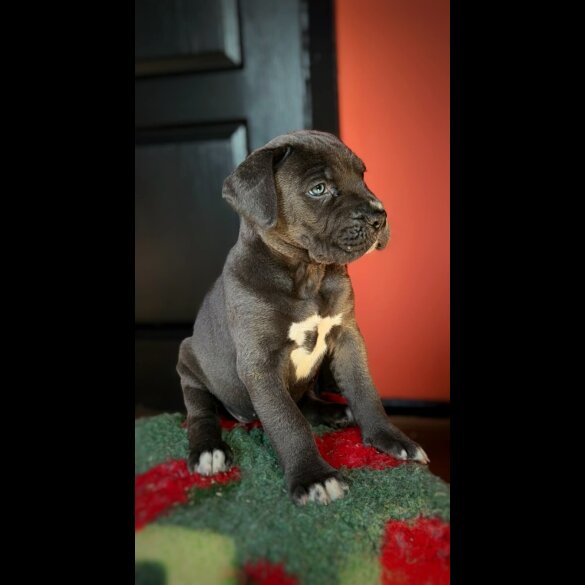 Cane Corso