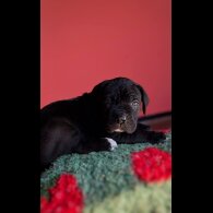 Cane Corso