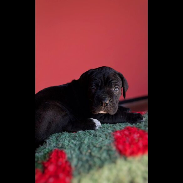 Cane Corso