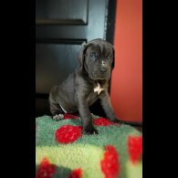 Cane Corso