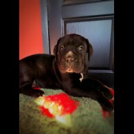 Cane Corso