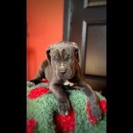 Cane Corso