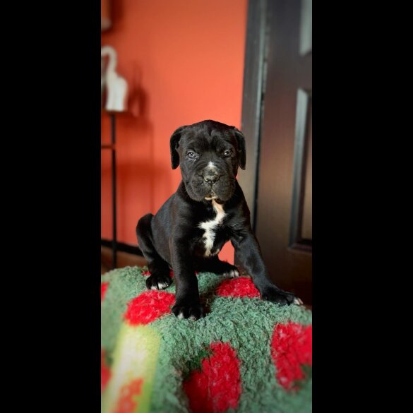 Cane Corso