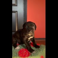 Cane Corso