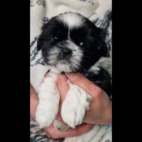 Shih Tzu