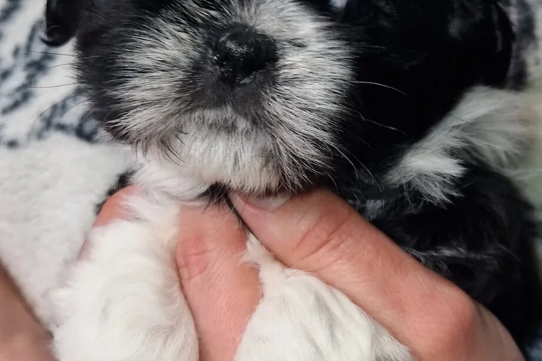 Shih Tzu