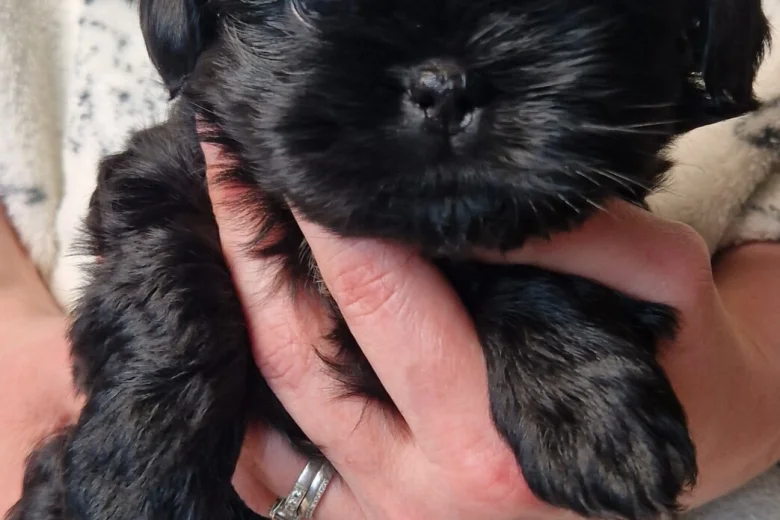 Shih Tzu