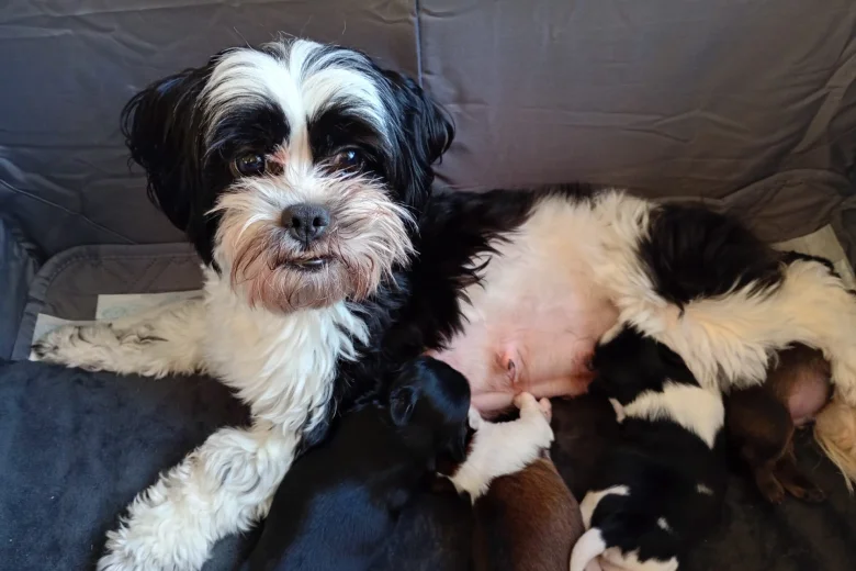 Shih Tzu