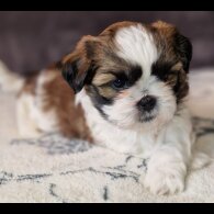 Shih Tzu
