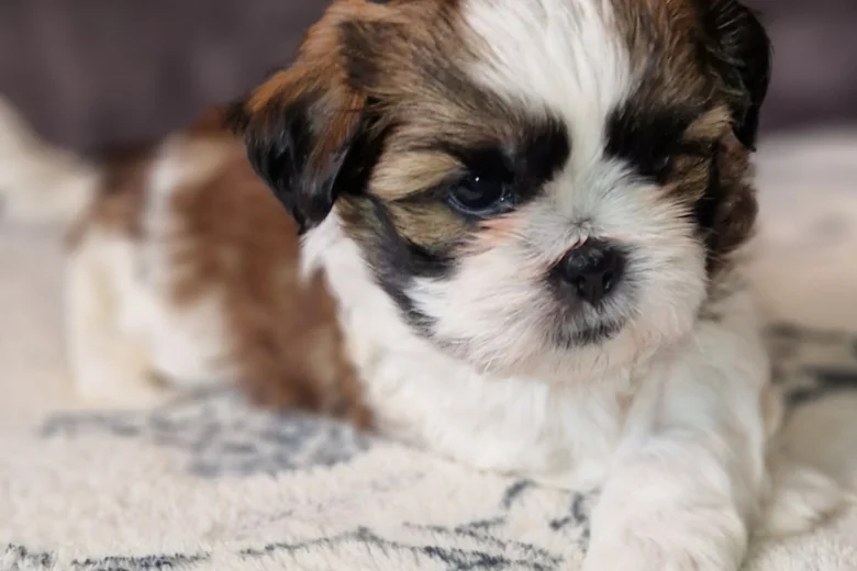 Shih Tzu