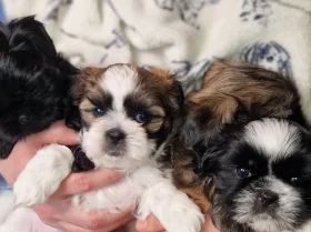 Shih Tzu