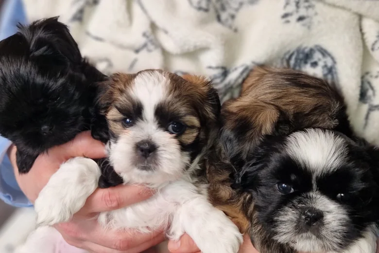 Shih Tzu