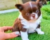 Chihuahua Long Coat