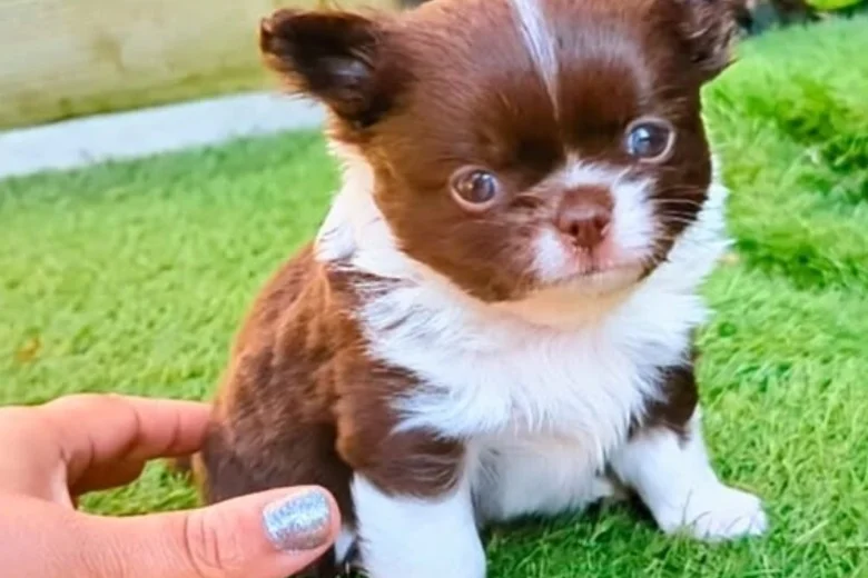 Chihuahua Long Coat