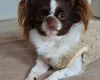Chihuahua Long Coat