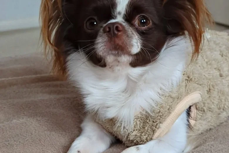 Chihuahua Long Coat