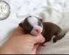 Chihuahua Long Coat